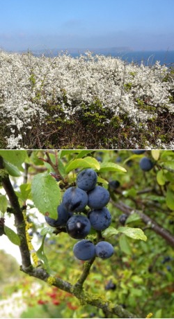 Blackthorn (Prunus spinosa)